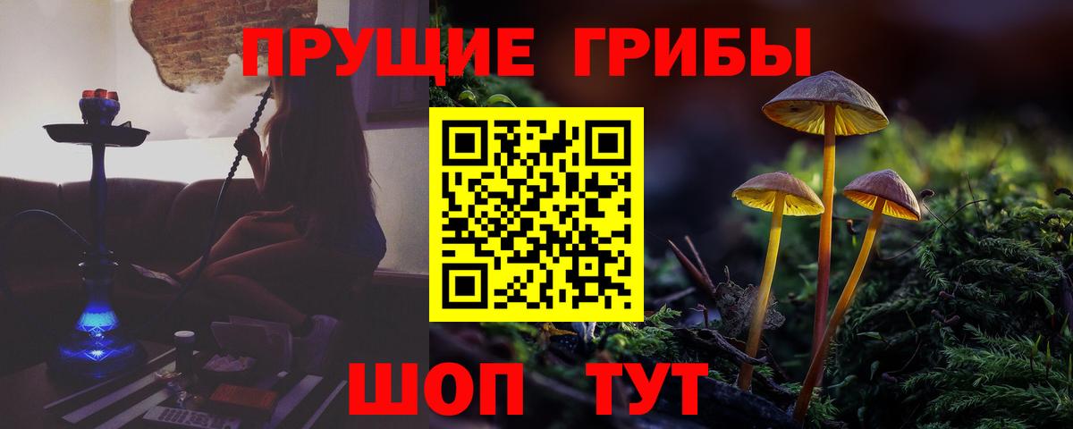 дарнет шоп  Вход с VPN  Псилоцибиновые грибы мицелий  Новошахтинск  Галлюциногенные грибы GOLDEN TEACHER 